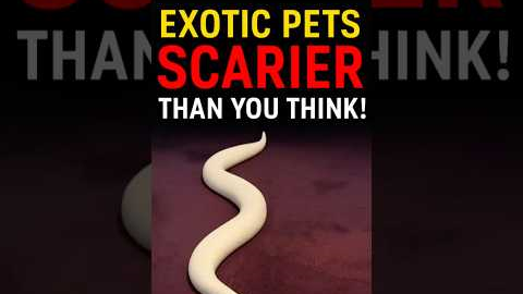 Exotic Pets That Are Scarier Than You Think! #pets #exotic