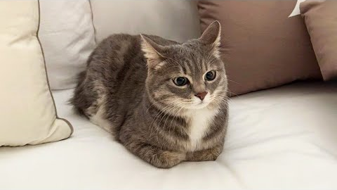 You Laugh, You Lose! 🤣 Funny Cat Videos 2025 😹 Part 51