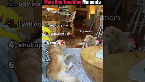 Ranking Funniest Mom Dog Teaching Moments