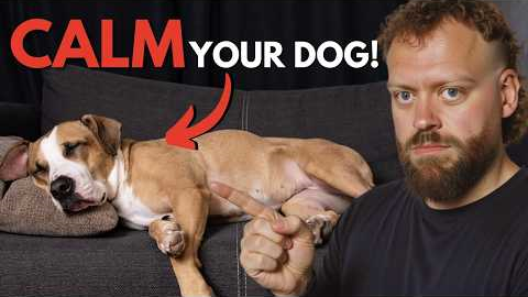 Top Tips to Calm Your Dog Fast