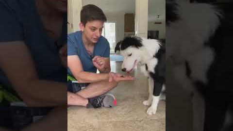 285  Train your dog this cool trick! Trickor treats puppy training dogs zakgeorge border collie pupp