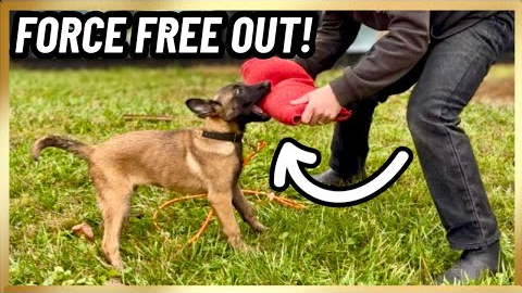 Malinois Puppy FORCE FREE ‘OUT’ Command! 