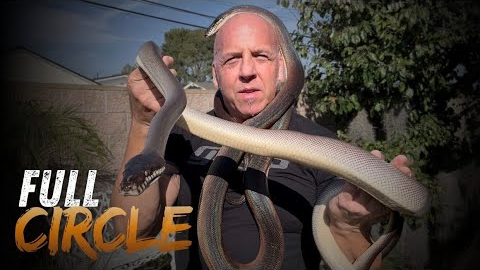 Bringing It Full Circle: Handpicked Snake Import From Indonesia