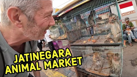 Searching for EXOTIC PETS in Jakarta