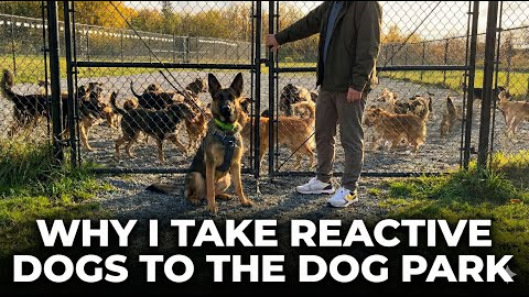 How To Fix Reactivity By GOING TO the Dog Park 