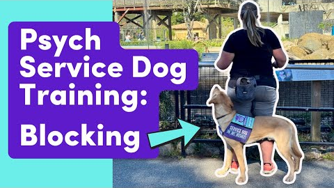 Psychiatric Service Dog Task Training: Blocking (create space/barrier in public)