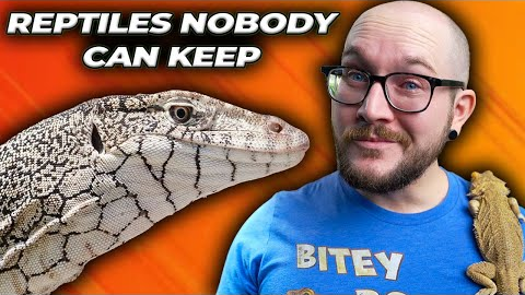 5 Reptiles NOBODY Can Own as Pets! Get These Instead!