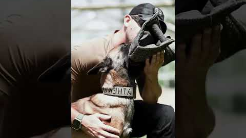 Military dog training#dog#dogsoftiktok#dogs#dogstraining#solider