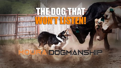 Moura Dogmanship - Episode 2 - What is a full trained working dog? Training tips and training lesson