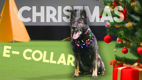 The TRUTH about Negative Reinforcement in dog training! 😞