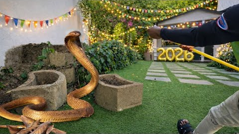 Deadly Snake on New Years Eve