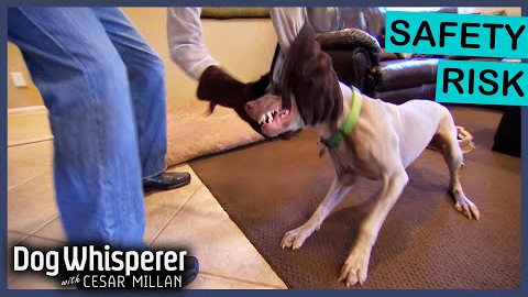 Unadoptable Weimaraner Has MAJOR Biting Issue | Dog Whisperer With Cesar Millan