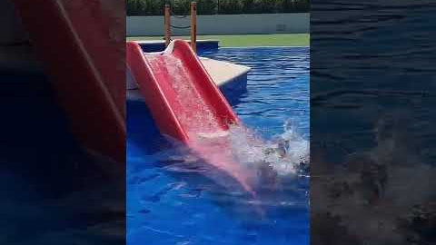Dogs have a blast playing in the pool!