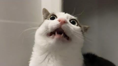 You Laugh, You Lose! 🤣 Funny Cat Videos 2025 😹 Part 45