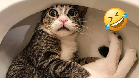 Funny Cat Videos 2025 😹 Best Cat Compilation Ever