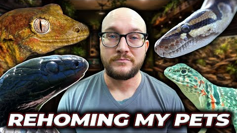I'm Getting Rid of  my Favorite Reptiles