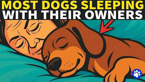 Dog Behavior Explained | What Does Your Dog REALLY Think When Sleeping With You?