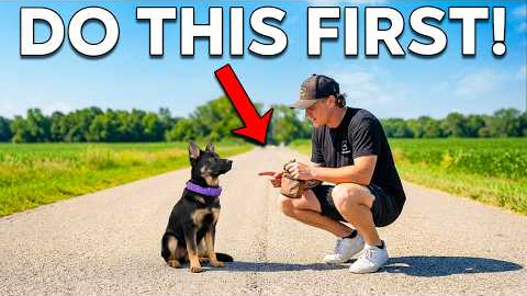 Puppy Training Basics: What You MUST Do First