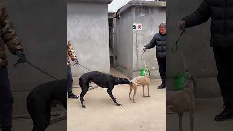 Dog training tips for beginners 20