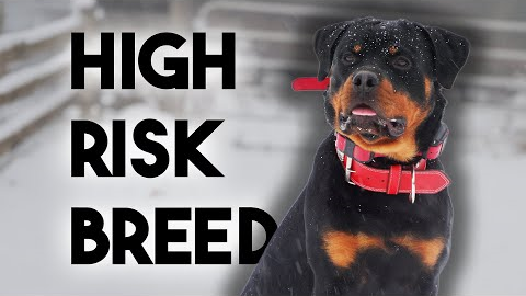Professional Trainer Reviews the Rottweiler Breed