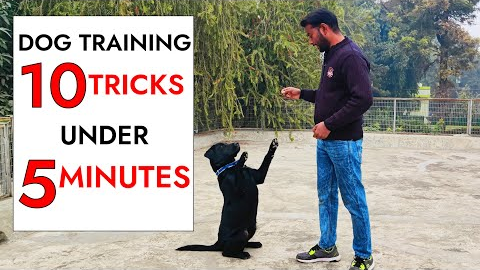 10 Dog Training Tricks in Just UNDER 5 minutes!