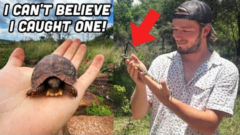 I Found a Tiny Tortoise Under a Rock! Bucket List Lizards and More South African Wildlife!