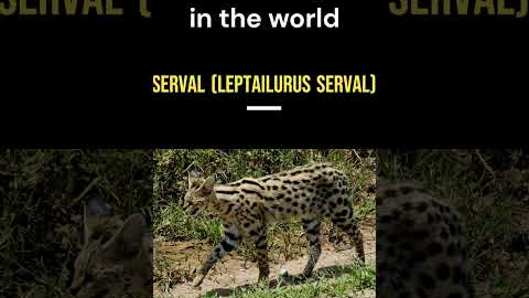 most exotic pets in the world #shorts