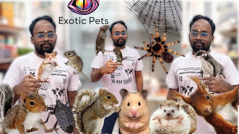 Exotic Pets in Chennai | Hamster | Sugar Glider | Spider | Hedgehog | Cute Pets 