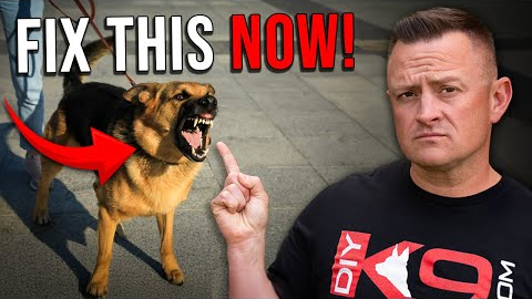 The TRUTH about Dog Reactivity!