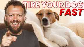 Tire Your Dog in 10 Minutes (No Long Walks Needed)