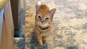 You Laugh, You Lose! 🤣 Funny Cat Videos 2025 😹 Part 39