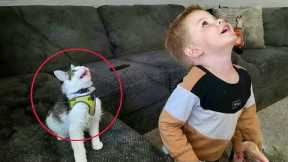 When Your Cats Act Like Little Comedians 😂 Funny Cat Videos