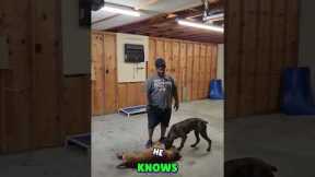 Dog Training: Teach Your Dog New Tricks With Simple Repetition! #shorts