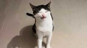 You Laugh, You Lose! 🤣 Funny Cat Videos 2025 😹 Part 47