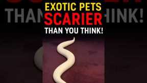 Exotic Pets That Are Scarier Than You Think! #pets #exotic