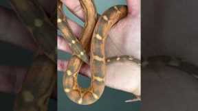 Did you know scaleless snakes are a thing? #reptile #exoticpets #snake #fyp #scalelesssnake