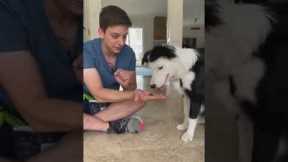 285  Train your dog this cool trick! Trickor treats puppy training dogs zakgeorge border collie pupp