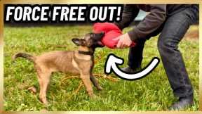 Malinois Puppy FORCE FREE ‘OUT’ Command! 
