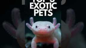 Top 3 Best Exotic Pets in the World 🐍🦎✨ | #ExoticPets #PetTok #animals