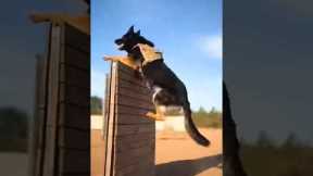K9 Military Dog Training in Action 🐕💥 | Elite Police & Military Dogs #Short