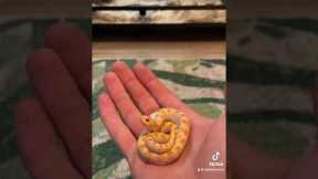 The only “petshop” snakes I keep are western hognose snakes, I have such a love for them ❤️ #pets