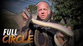 Bringing It Full Circle: Handpicked Snake Import From Indonesia