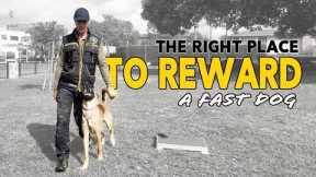 Reward your Dog Correctly to Avoid Problems Later - FOCUS HEEL POSITION
