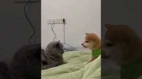 When You Bothering Your Pet And SHE Ignoring 😂 🐶 😆 #cat #pets #funny #funnyanimals #kitten