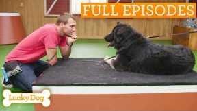 Gentle Giant’s Emotional Journey To Her Forever Family | Lucky Dog Double Episode