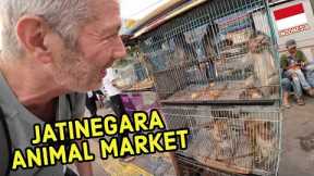 Searching for EXOTIC PETS in Jakarta