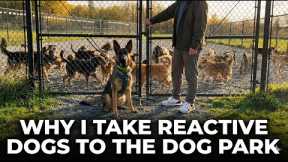 How To Fix Reactivity By GOING TO the Dog Park 