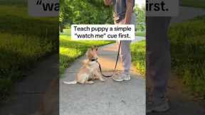 Stop Leash Pulling big dogs hack #dogtraining #bigdogs #dogexercise #dogcoach