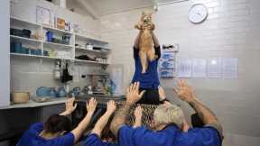 When Cat Made Its Own at the Vet 🐶 Funny Cats Videos 2025