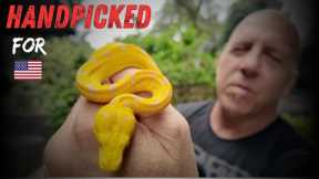 Handpicking Rare Snakes at an Indonesia Reptile Farm | Solo Mission